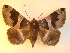  (Bastilla properata - KLM Lep 00989)  @14 [ ] CreativeCommons - Attribution Non-Commercial Share-Alike (2013) Peter Huemer Tiroler Landesmuseum Ferdinandeum