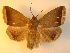  (Simplicia bimarginata - KLM Lep 01005)  @14 [ ] CreativeCommons - Attribution Non-Commercial Share-Alike (2013) Peter Huemer Tiroler Landesmuseum Ferdinandeum