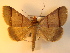  ( - KLM Lep 01012)  @12 [ ] CreativeCommons - Attribution Non-Commercial Share-Alike (2013) Peter Huemer Tiroler Landesmuseum Ferdinandeum
