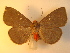  (Calesia dasypterus - KLM Lep 01015)  @13 [ ] CreativeCommons - Attribution Non-Commercial Share-Alike (2013) Peter Huemer Tiroler Landesmuseum Ferdinandeum