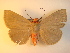  (Calesia rhodotela - KLM Lep 01016)  @14 [ ] CreativeCommons - Attribution Non-Commercial Share-Alike (2013) Peter Huemer Tiroler Landesmuseum Ferdinandeum