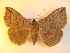  ( - KLM Lep 01039)  @14 [ ] CreativeCommons - Attribution Non-Commercial Share-Alike (2013) Peter Huemer Tiroler Landesmuseum Ferdinandeum