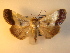  (Westermannia triangularis - KLM Lep 01040)  @13 [ ] CreativeCommons - Attribution Non-Commercial Share-Alike (2013) Peter Huemer Tiroler Landesmuseum Ferdinandeum