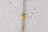  ( - CX21719)  @11 [ ] c (2020) Xingyue Liu Entomological Museum of China Agricultural University (CAU), Beijing