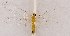  ( - CX22312)  @11 [ ] c (2020) Xingyue Liu Entomological Museum of China Agricultural University (CAU), Beijing