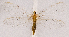  ( - CX23801)  @11 [ ] c (2020) Xingyue Liu Entomological Museum of China Agricultural University (CAU), Beijing