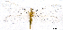  ( - CX23801)  @11 [ ] c (2020) Xingyue Liu Entomological Museum of China Agricultural University (CAU), Beijing