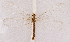  ( - CX30108)  @11 [ ] c (2020) Xingyue Liu Entomological Museum of China Agricultural University (CAU), Beijing