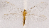  ( - CX31601)  @11 [ ] c (2020) Xingyue Liu Entomological Museum of China Agricultural University (CAU), Beijing