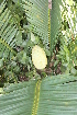  ( - PR862)  @11 [ ] CreativeCommons - Attribution Non-Commercial Share-Alike (2011) Philip Rousseau Private