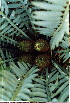  ( - PRU586)  @11 [ ] CreativeCommons - Attribution Non-Commercial Share-Alike (2011) Philip Rousseau Private