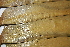  ( - PR665)  @11 [ ] No Rights Reserved  Unspecified Unspecified