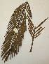  (Encephalartos lehmannii - PR721)  @11 [ ] No Rights Reserved  Unspecified Unspecified