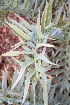  ( - PR666)  @11 [ ] Unspecified (default): All Rights Reserved  Unspecified Unspecified