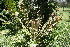  (Encephalartos pauchidentatus - PR681)  @11 [ ] Unspecified (default): All Rights Reserved  Unspecified Unspecified