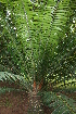  ( - PR891)  @11 [ ] CreativeCommons - Attribution Non-Commercial Share-Alike (2011) Philip Rousseau Private