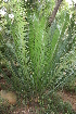  ( - PR898)  @11 [ ] CreativeCommons - Attribution Non-Commercial Share-Alike (2011) Philip Rousseau Private