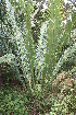  ( - PR899)  @11 [ ] CreativeCommons - Attribution Non-Commercial Share-Alike (2011) Philip Rousseau Private