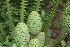  ( - PR899)  @11 [ ] CreativeCommons - Attribution Non-Commercial Share-Alike (2011) Philip Rousseau Private
