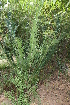  ( - PR902)  @11 [ ] CreativeCommons - Attribution Non-Commercial Share-Alike (2011) Philip Rousseau Private