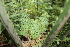  ( - PR902)  @11 [ ] CreativeCommons - Attribution Non-Commercial Share-Alike (2011) Philip Rousseau Private