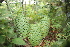  ( - PR902)  @11 [ ] CreativeCommons - Attribution Non-Commercial Share-Alike (2011) Philip Rousseau Private