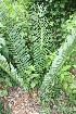  ( - PR905)  @11 [ ] CreativeCommons - Attribution Non-Commercial Share-Alike (2011) Philip Rousseau Private
