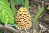  ( - PR915)  @11 [ ] CreativeCommons - Attribution Non-Commercial Share-Alike (2011) Philip Rousseau Private