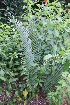  ( - PR915)  @11 [ ] CreativeCommons - Attribution Non-Commercial Share-Alike (2011) Philip Rousseau Private