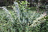  ( - PR916)  @11 [ ] CreativeCommons - Attribution Non-Commercial Share-Alike (2011) Philip Rousseau Private