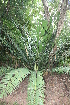 ( - PR917)  @11 [ ] CreativeCommons - Attribution Non-Commercial Share-Alike (2011) Philip Rousseau Private