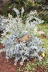  ( - PR847)  @11 [ ] CreativeCommons - Attribution Non-Commercial Share-Alike (2011) Philip Rousseau Private