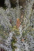 ( - PR846)  @11 [ ] CreativeCommons - Attribution Non-Commercial Share-Alike (2011) Philip Rousseau Private