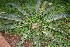  (Encephalartos laevifolius - PR845)  @11 [ ] CreativeCommons - Attribution Non-Commercial Share-Alike (2011) Philip Rousseau Private