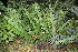  (Encephalartos umbeluziensis - PR858)  @11 [ ] CreativeCommons - Attribution Non-Commercial Share-Alike (2011) Philip Rousseau Private