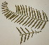  (Encephalartos poggei - PR911)  @11 [ ] Unspecified (default): All Rights Reserved  No Rights Reserved Unspecified