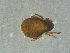  ( - CcF31_4)  @11 [ ] Copyright (2018) Schäffer University of Graz, Dept. of Biology