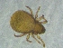  ( - CcR22_2)  @11 [ ] Copyright (2018) Schäffer University of Graz, Dept. of Biology