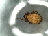  (Cymbaeremaeus styriacus - CcR26_1)  @11 [ ] Copyright (2018) Kerschbaumer University of Graz, Dept. of Biology