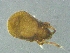  (Cymbaeremaeus - CcR36_3)  @11 [ ] Copyright (2018) Schäffer University of Graz, Dept. of Biology