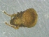  (Cymbaeremaeus pervagatus - CcR54_1)  @11 [ ] Copyright (2018) Schäffer University of Graz, Dept. of Biology