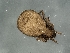 (Cymbaeremaeus frequens - CcR57_7)  @11 [ ] Copyright (2018) Kerschbaumer University of Graz, Dept. of Biology