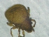  (Cymbaeremaeus montanus - CcR65_3)  @11 [ ] Copyright (2018) Schäffer University of Graz, Dept. of Biology