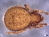  ( - CcR90_2)  @11 [ ] Copyright (2018) Kerschbaumer University of Graz, Dept. of Biology