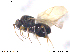  (Synergus pallipes - CYNNI120)  @12 [ ] CreativeCommons - Attribution Non-Commercial Share-Alike (2013) Arnstein Staverlokk Norwegian Institute of Nature Research