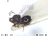  ( - CYNNI153)  @12 [ ] CreativeCommons - Attribution Non-Commercial Share-Alike (2013) Arnstein Staverlokk Norwegian Institute of Nature Research