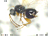  (Ceroptresini - CYNNI164)  @13 [ ] CreativeCommons - Attribution Non-Commercial Share-Alike (2013) Arnstein Staverlokk Norwegian Institute of Nature Research