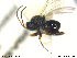  ( - CYNNI239)  @12 [ ] CreativeCommons - Attribution Non-Commercial Share-Alike (2013) Arnstein Staverlokk Norwegian Institute of Nature Research