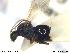 ( - CYNNI240)  @12 [ ] CreativeCommons - Attribution Non-Commercial Share-Alike (2013) Arnstein Staverlokk Norwegian Institute of Nature Research