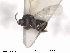  ( - CYNNI35)  @13 [ ] CreativeCommons - Attribution Non-Commercial Share-Alike (2013) Arnstein Staverlokk Norwegian Institute of Nature Research